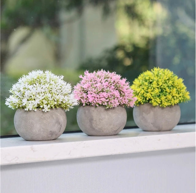 Colorful Mini Potted Plants
