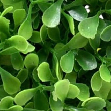 Ball Topiary  Grass  Ball